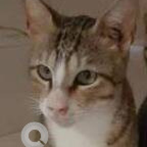 Missing: White and Grey Male Indie Cat from Gorai Bridge, Borivali west-2