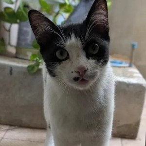 A Black and White Indie Cat Missing from Jayanagar, Bengaluru-3