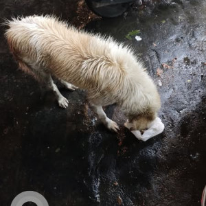 A White-Brown Mix Golden Retriever Dog Found from Mulund West, Mumbai-3