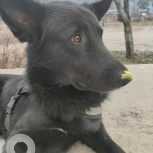 Missing: Black Female German Shepherd Dog from Barshaini Dam-2