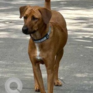 Missing: Brown Male Indie Dog from Vimanagar, Pune