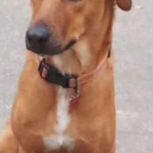 Missing: Brown Male Indie Dog from Vimanagar, Pune-2