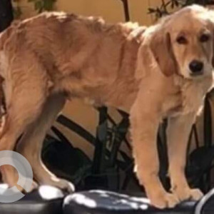 Missing: Brown Female Golden Retriever Dog from Old baneshowr Seto Pul Ko area ma harako