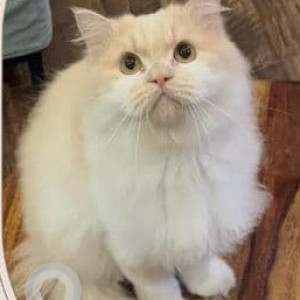 Missing: White Male Persian Cat from Bollywood Esencia Tribune Colony Gazipur Road, Zirakpur