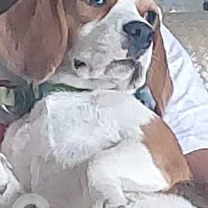 Missing: White-Brown Mix Female Beagle Dog from Patil Vasti, Lohegaon