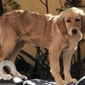 Missing: Golden Male Golden Retriever Dog from Setopul Area