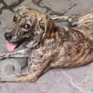 A Black and Brown Indie mix Dog Missing from Rohini, New Delhi