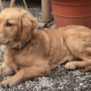 Missing: Golden Male Golden Retriever Dog from Old baneshwor, Seto Pool