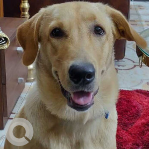 Missing: Golden Male Golden Retriever Dog from Alwal main road