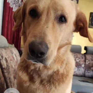 Missing: Golden Male Golden Retriever Dog from Alwal main road-2