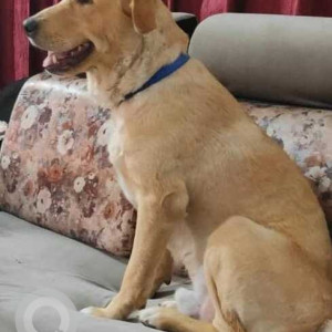 Missing: Golden Male Golden Retriever Dog from Alwal main road-3