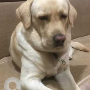 Missing: White Male Labrador Dog from Dp Road, Hadapsar near Nilesh Park Society