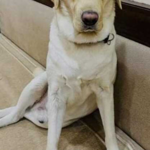 Missing: White Male Labrador Dog from Dp Road, Hadapsar near Nilesh Park Society-2