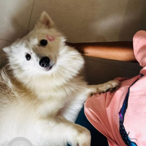 A White Pomeranian Dog Missing from Chinchwad, Pimpri Chinchwad