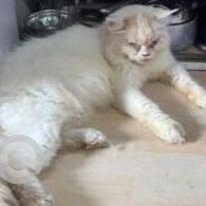 Missing: White Male Persian Cat from Marine Lines, Paris Dairy-2