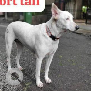 Missing: White Female Indie Dog from Orlem Malad West-2