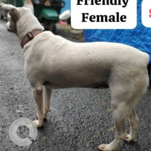 Missing: White Female Indie Dog from Orlem Malad West-3