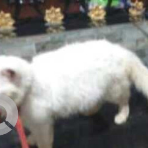 Missing: White Male Persian Cat from Siolim sodiem-2
