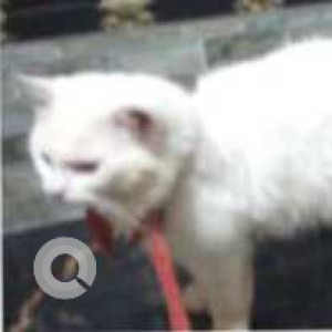 Missing: White Male Persian Cat from Siolim sodiem
