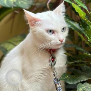 Missing: White Female Turkish Cat from Attapur pillar no. 100