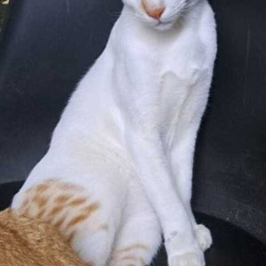 Missing: White and Grey Male DSH Cat from Chinchani Building near Pai House, Matunga East-2