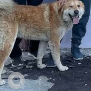 A White-Brown Mix Indie Dog Missing from Sector 4, Sector 4-2