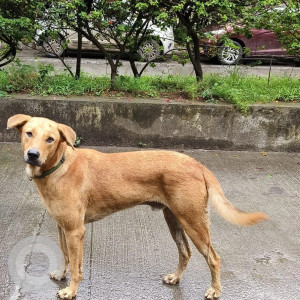 Missing: Brown Male Indian and Ridgeback mix Dog from Sun universe, Wadgaon bk, Pune