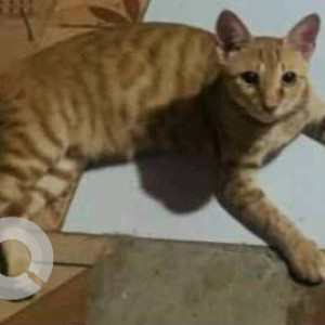 Missing: Orange Female Indie Cat from Koliwada Gaon, Kasarvadavali, Thane-2