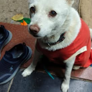 Missing: White Female Indie Dog from Rashmi Tailors, Jawahar Nagar, Goregoan (West), Mumbai-3