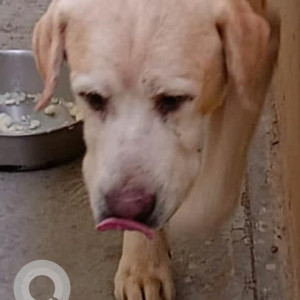 Found: Golden Male Labrador Dog from Hyderabad-2