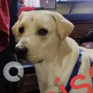 Missing: White Male Labrador Dog from Vishwakarma colony suraram