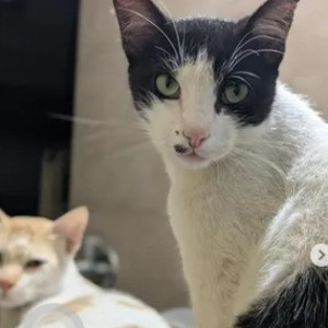 A Black and White Indie Cat Missing from Jayanagar, Bengaluru