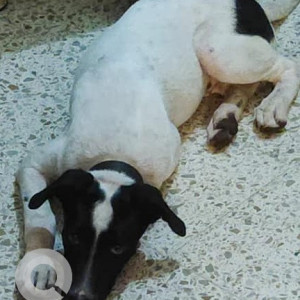 Found: Black and White Male Indie Dog from Sopan Baug, empress view society