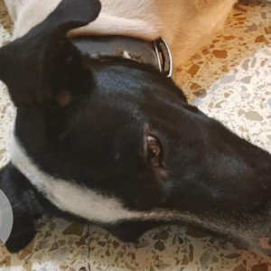 Found: Black and White Male Indie Dog from Sopan Baug, empress view society-2
