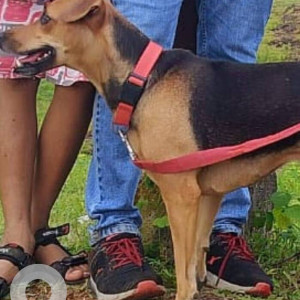 Missing: Black and Brown Female Indie Dog from Tropical Lagoon, Anand Nagar, Thane