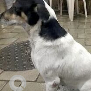 Missing: Black and White Female Indie Dog from Minal Tower, Old Nagardas Road in Andheri East-2