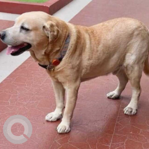 Missing: White Male Labrador Dog from Wilson Garden 3rd Cross