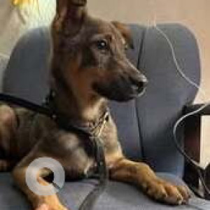 Found: Black and Brown Male Indie Dog from Pune-2