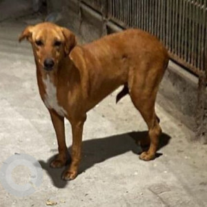 A White-Brown Mix Indie Dog Missing from Rohini, New Delhi