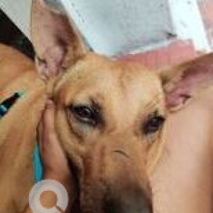 Missing: Brown Male Indie Dog from Anna Nagar-3