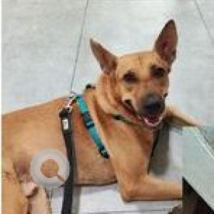 Missing: Brown Male Indie Dog from Anna Nagar