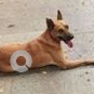 Missing: Brown Male Indie Dog from Anna Nagar-2