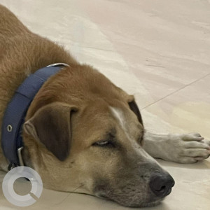 Missing: Brown Male Indie Dog from Vignesh kennel , Chengalpet-2