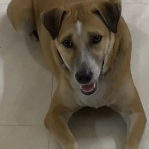 Missing: Brown Male Indie Dog from Vignesh kennel , Chengalpet
