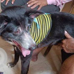 Missing: Black and White Male Indie Dog from Goregaon east-2