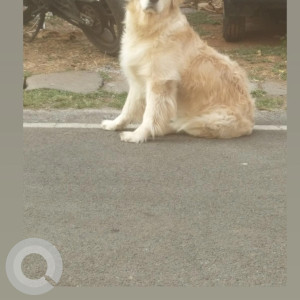 A Golden Golden Retriever Dog Missing from Nazarbad, Mysuru-2