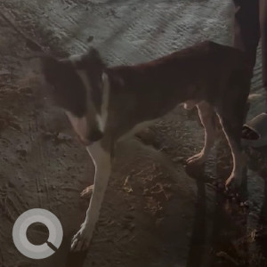 Found: Black and White Male Indie Dog from Ashok  Nagar, Chennai-2