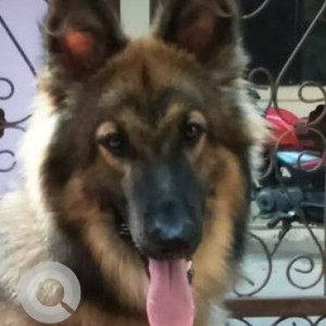 Missing: Black and Brown Male German Shepherd Dog from Warje Malavadi, Pune