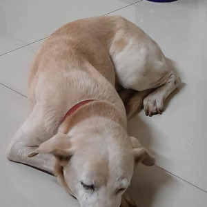 Missing: White Male Indie Dog from Pune Deccan Gymkhana-2