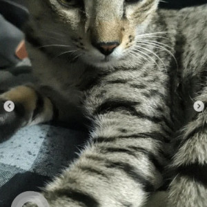 A Black and White Indie Cat Found from HSR Layout, Bengaluru-2